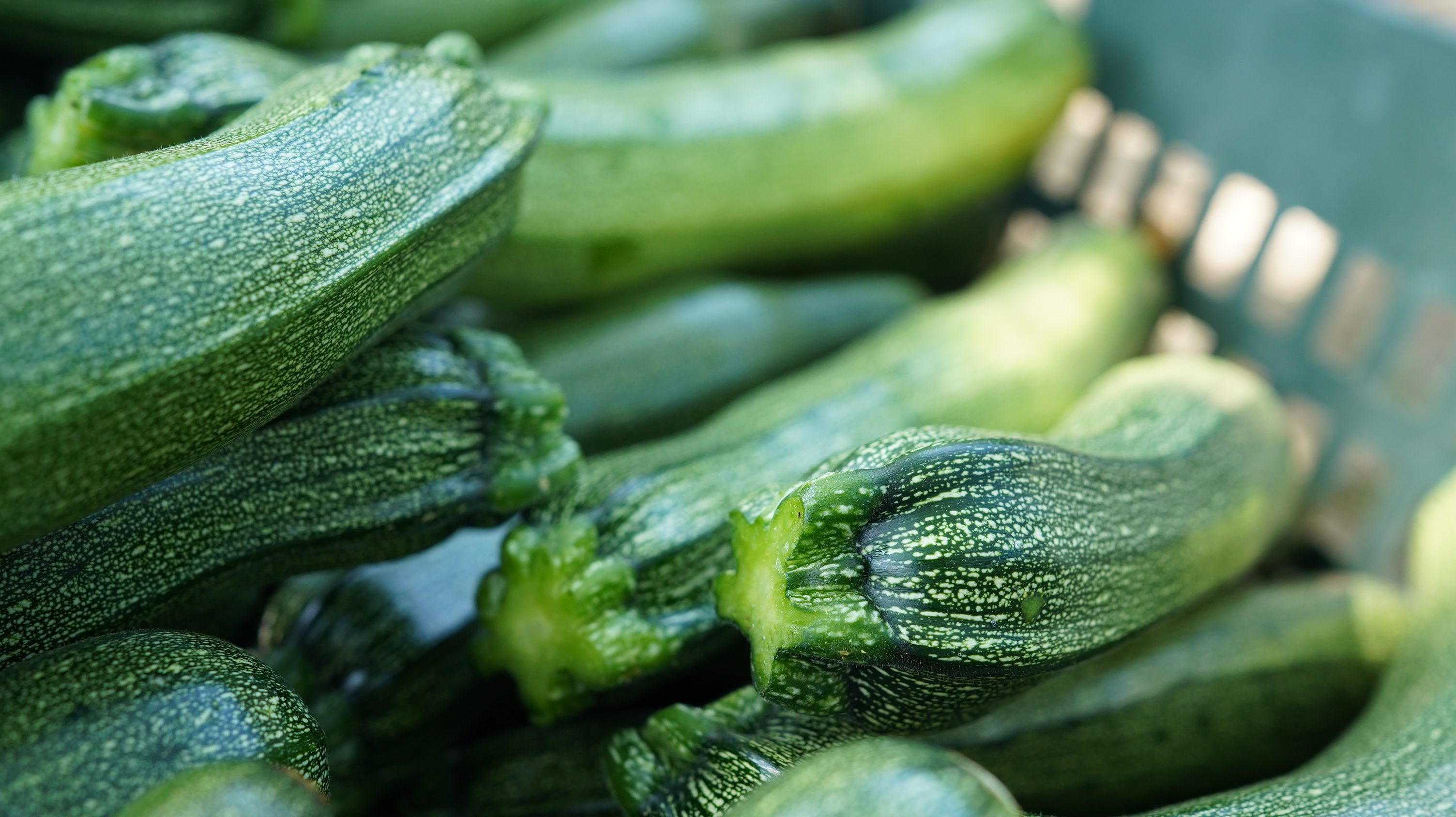 綠櫛瓜 Summer squash/300g/條秤重多退少補