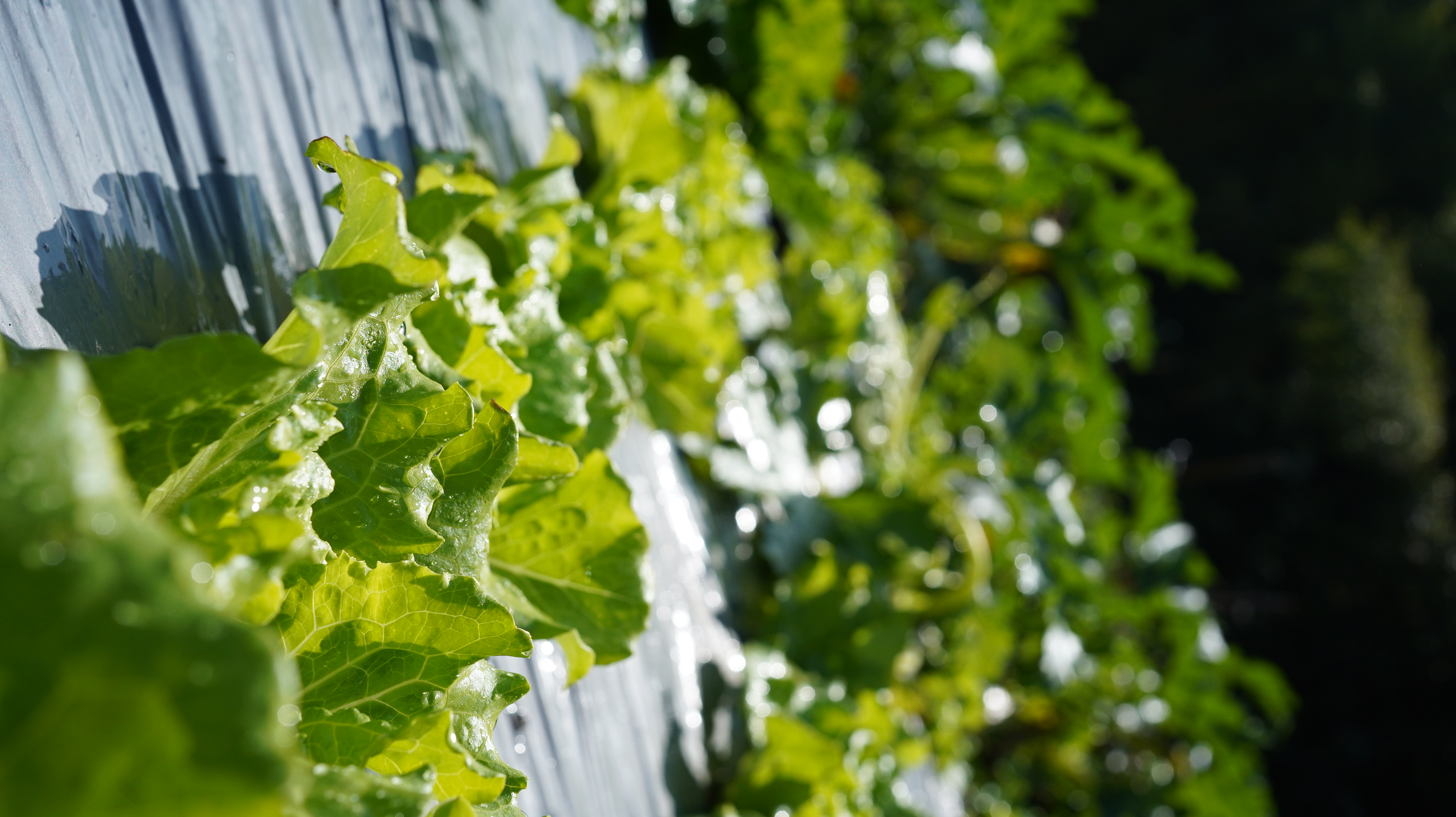 福山萵苣Fushan lettuce／600g