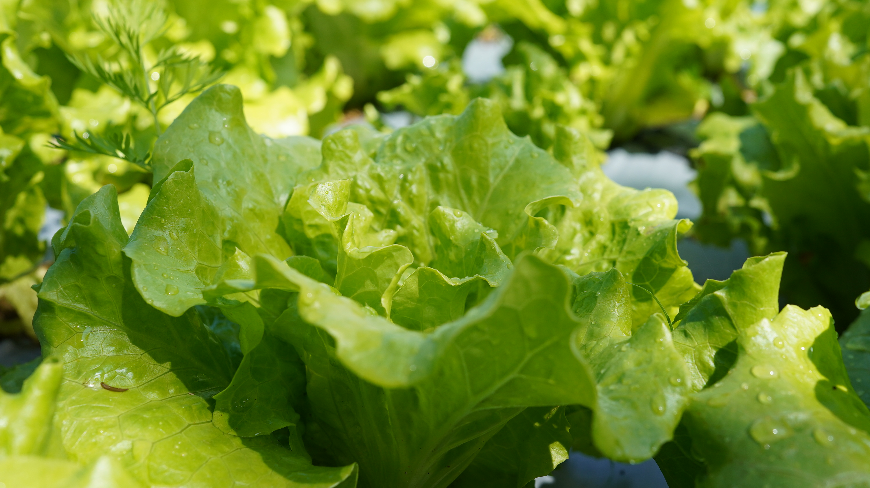 福山萵苣Fushan lettuce／600g