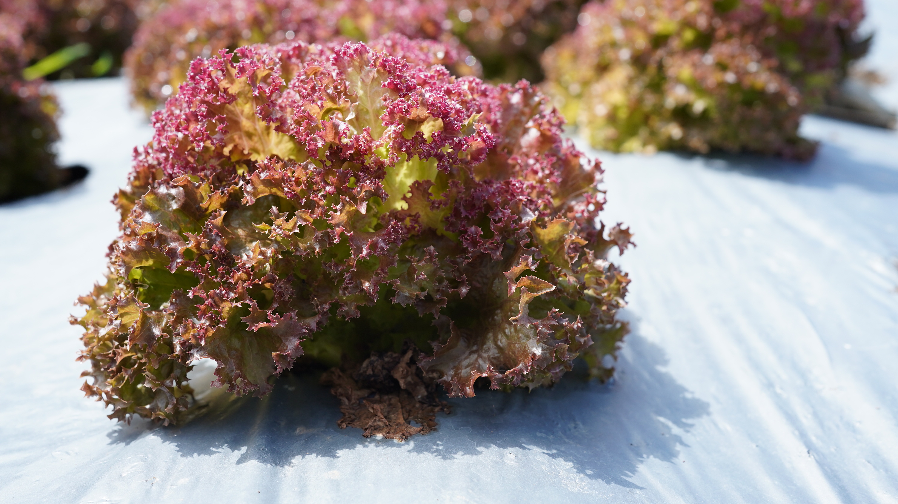 紅皺葉生菜 Red Lollo Rosso／150g