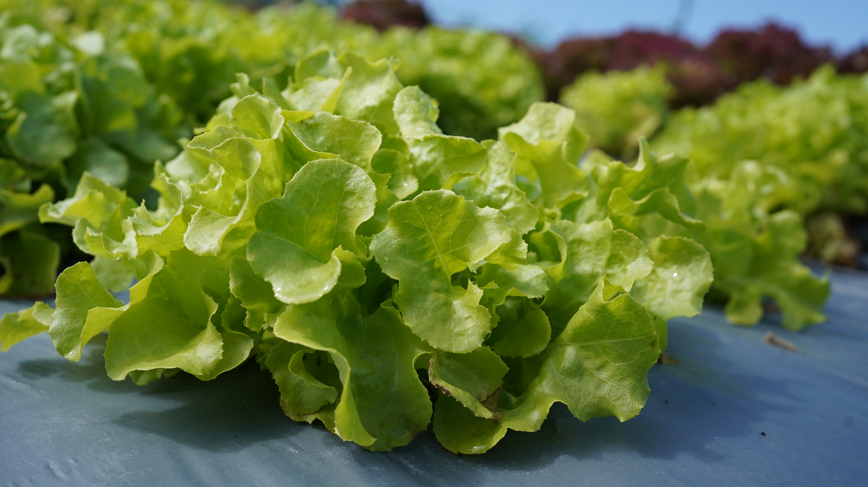 綠橡木生菜Romaine lettuce／150g