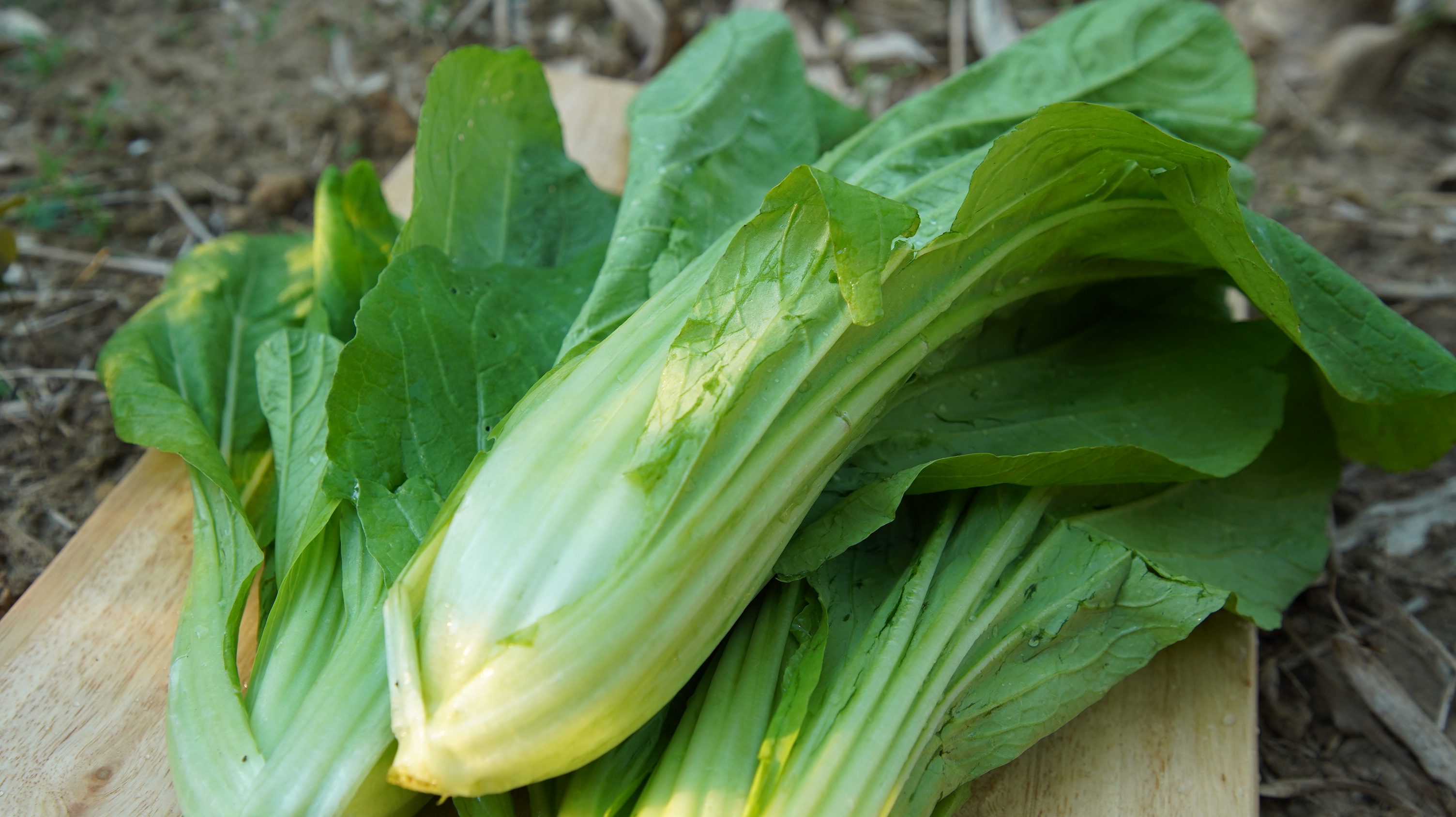 廣島菜GUANG DAU /350g - 第1張圖