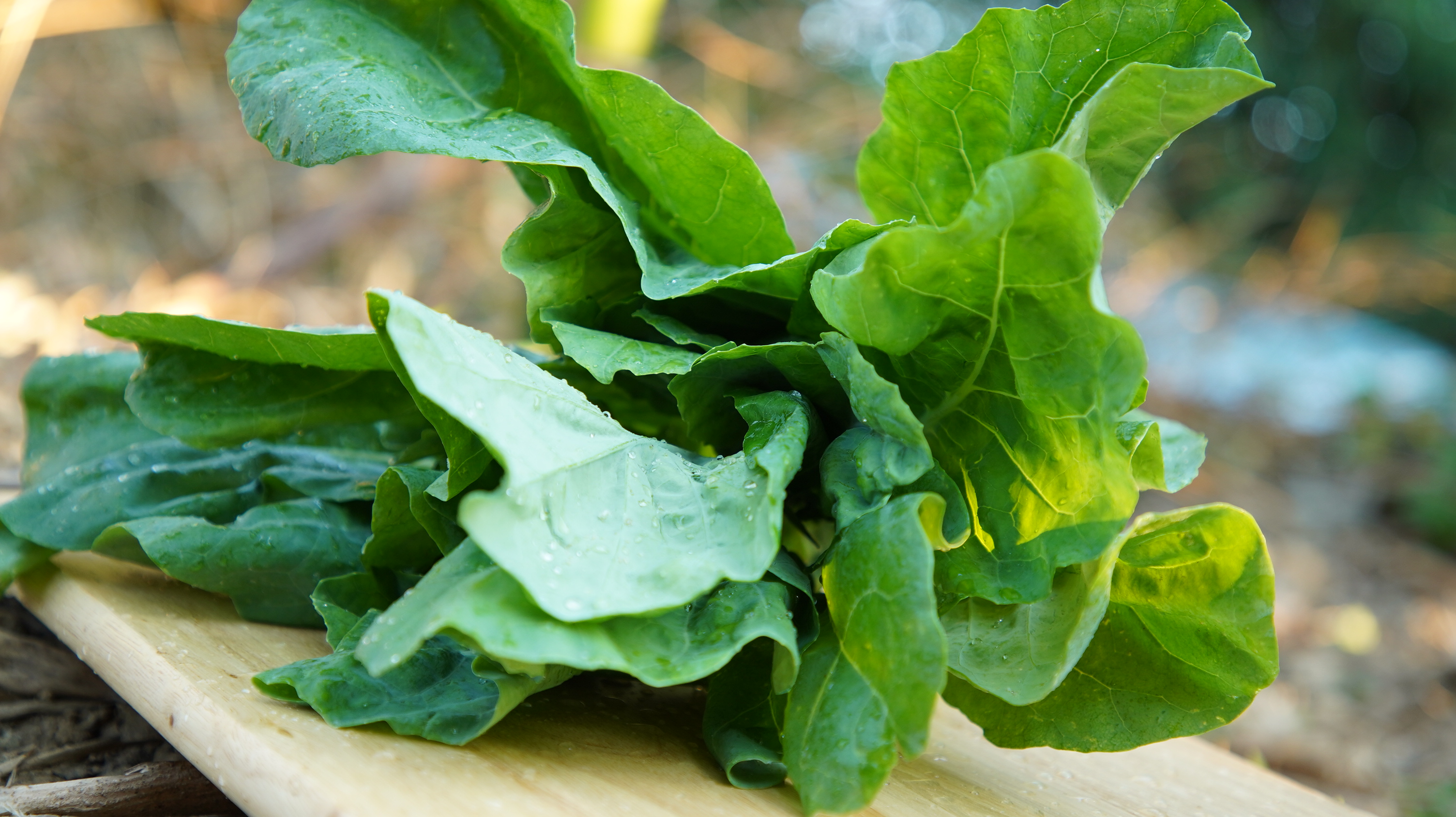 芥藍Chinese kale／340g