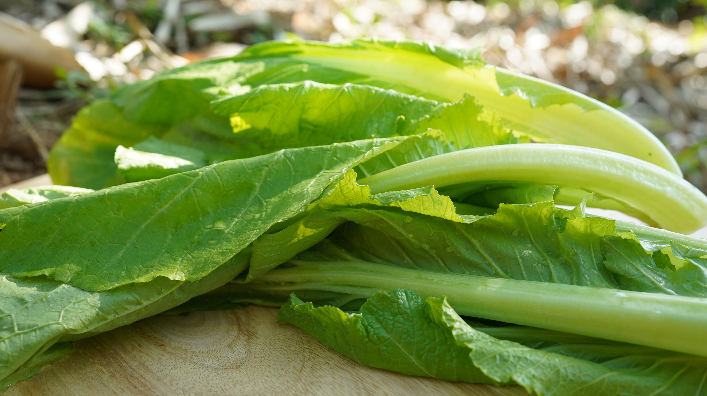 小芥菜Leaf mustard/250g - 第1張圖