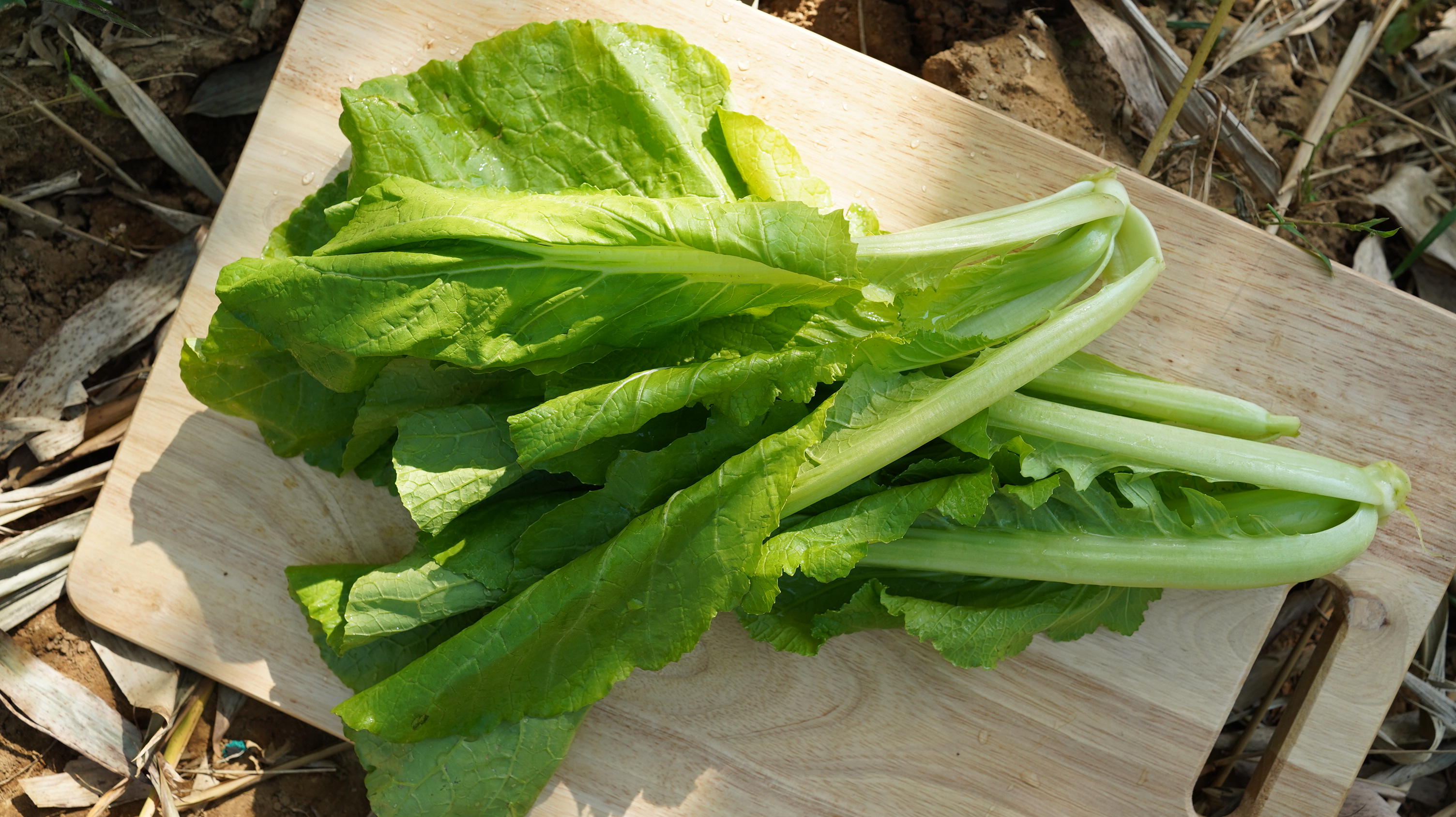 小芥菜Leaf mustard/250g