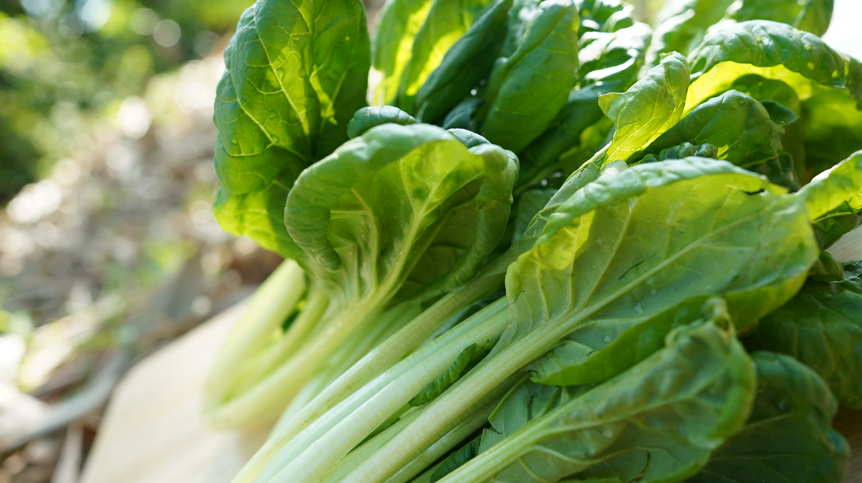 塔菇菜 Tatsoi ／340g