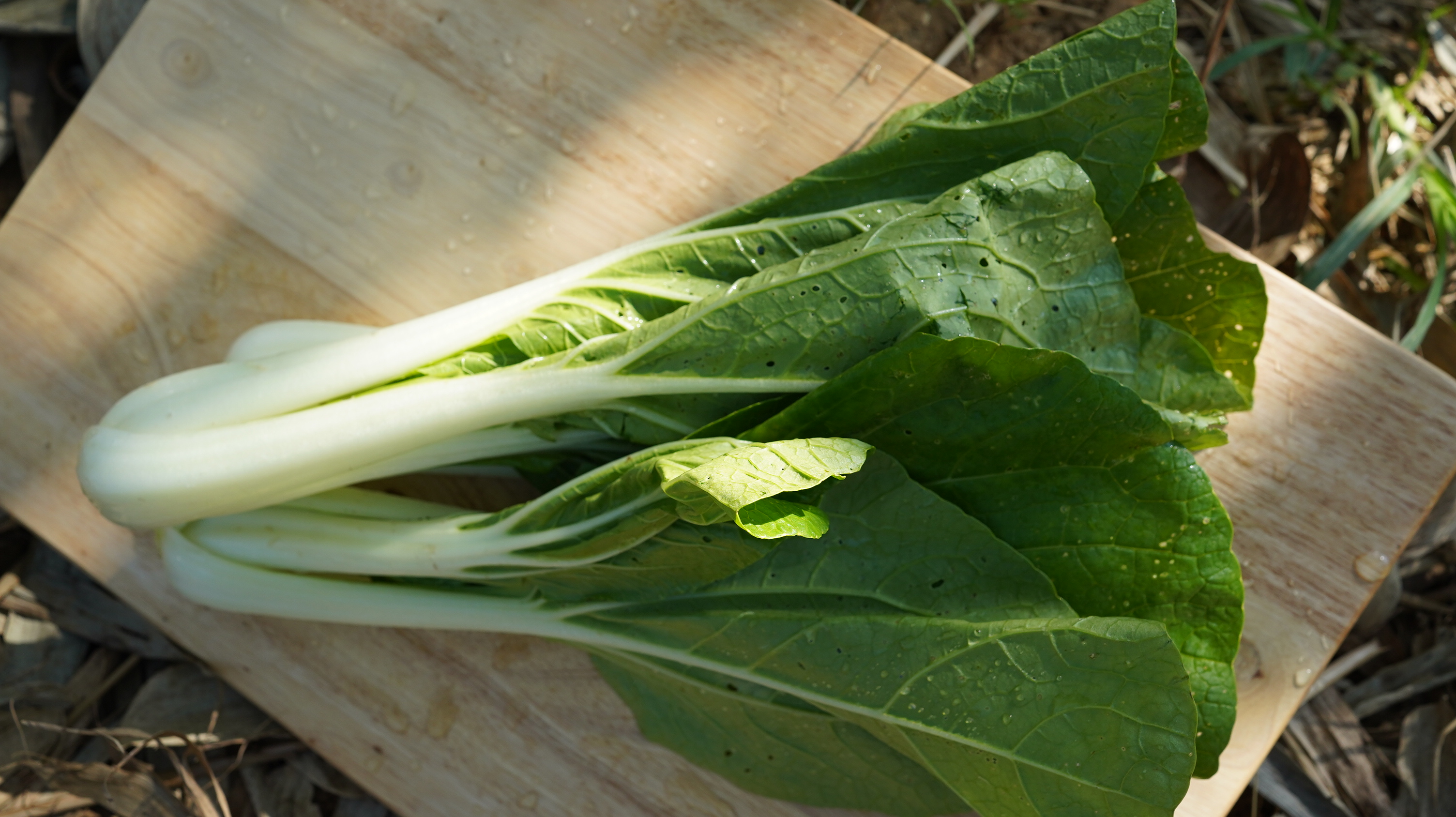 黑葉白菜 Purple-leafed Chinese cabbage/350g