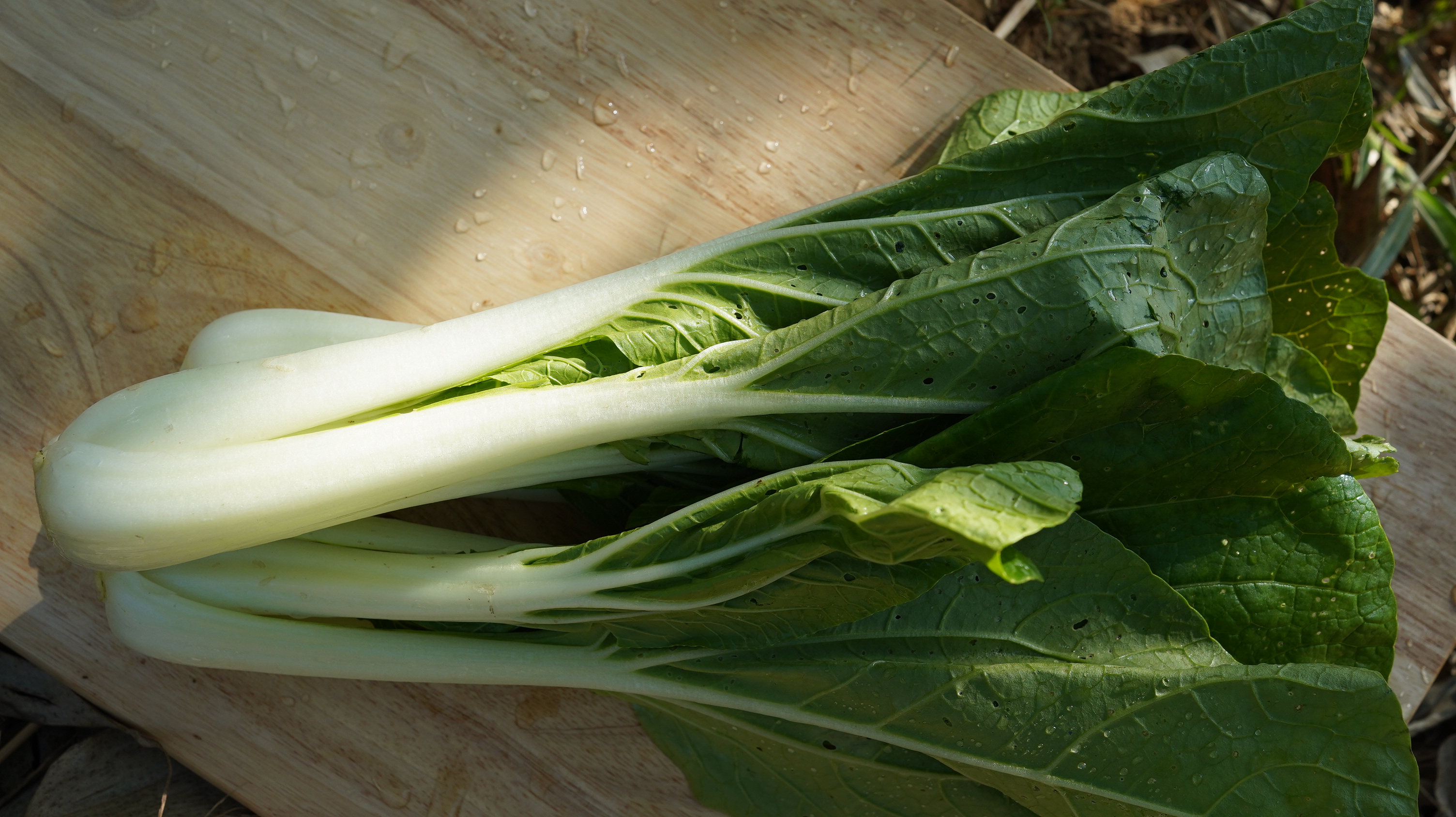 黑葉白菜 Purple-leafed Chinese cabbage/350g - 第1張圖