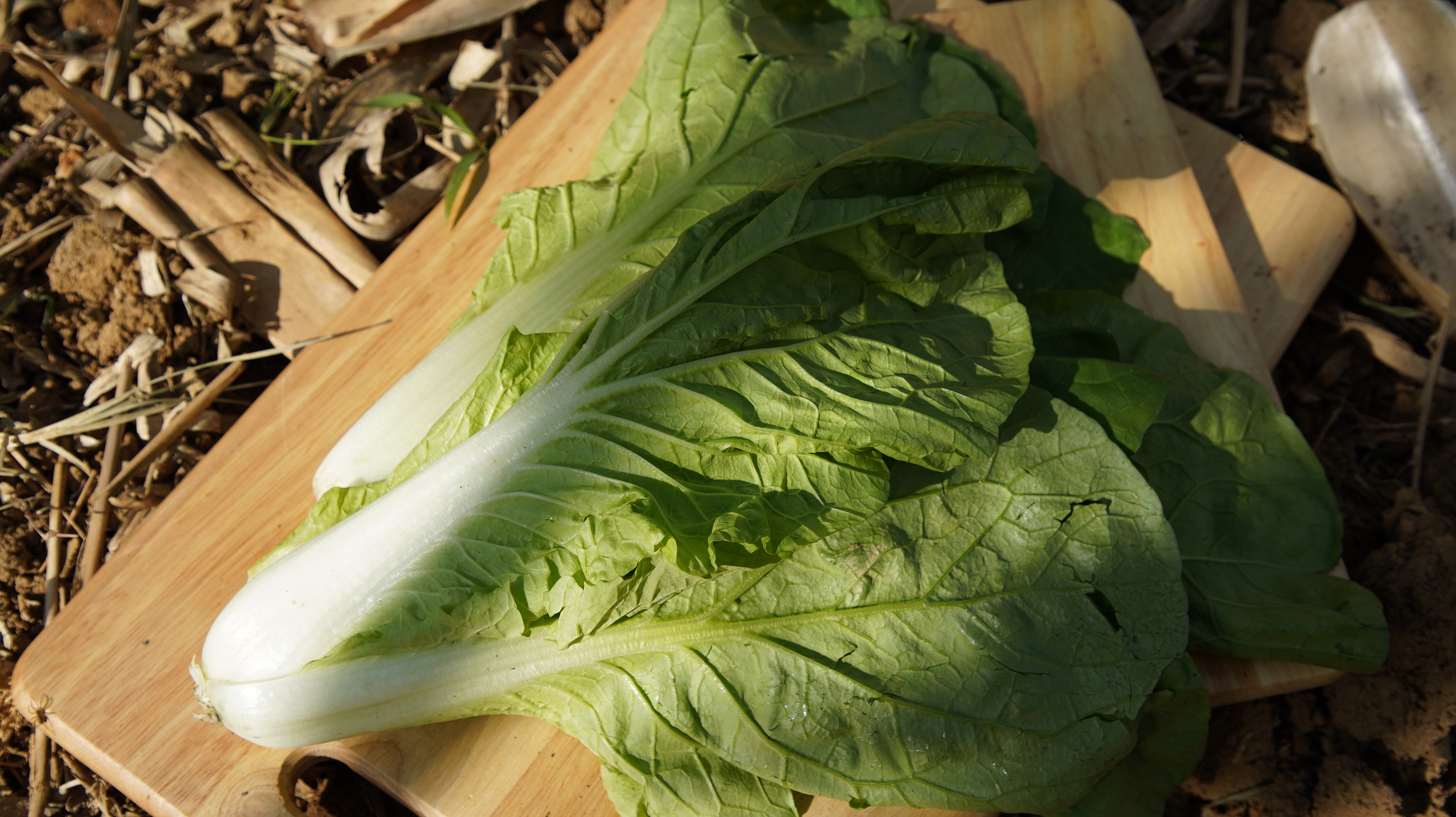 小白菜 Bok choy/350g