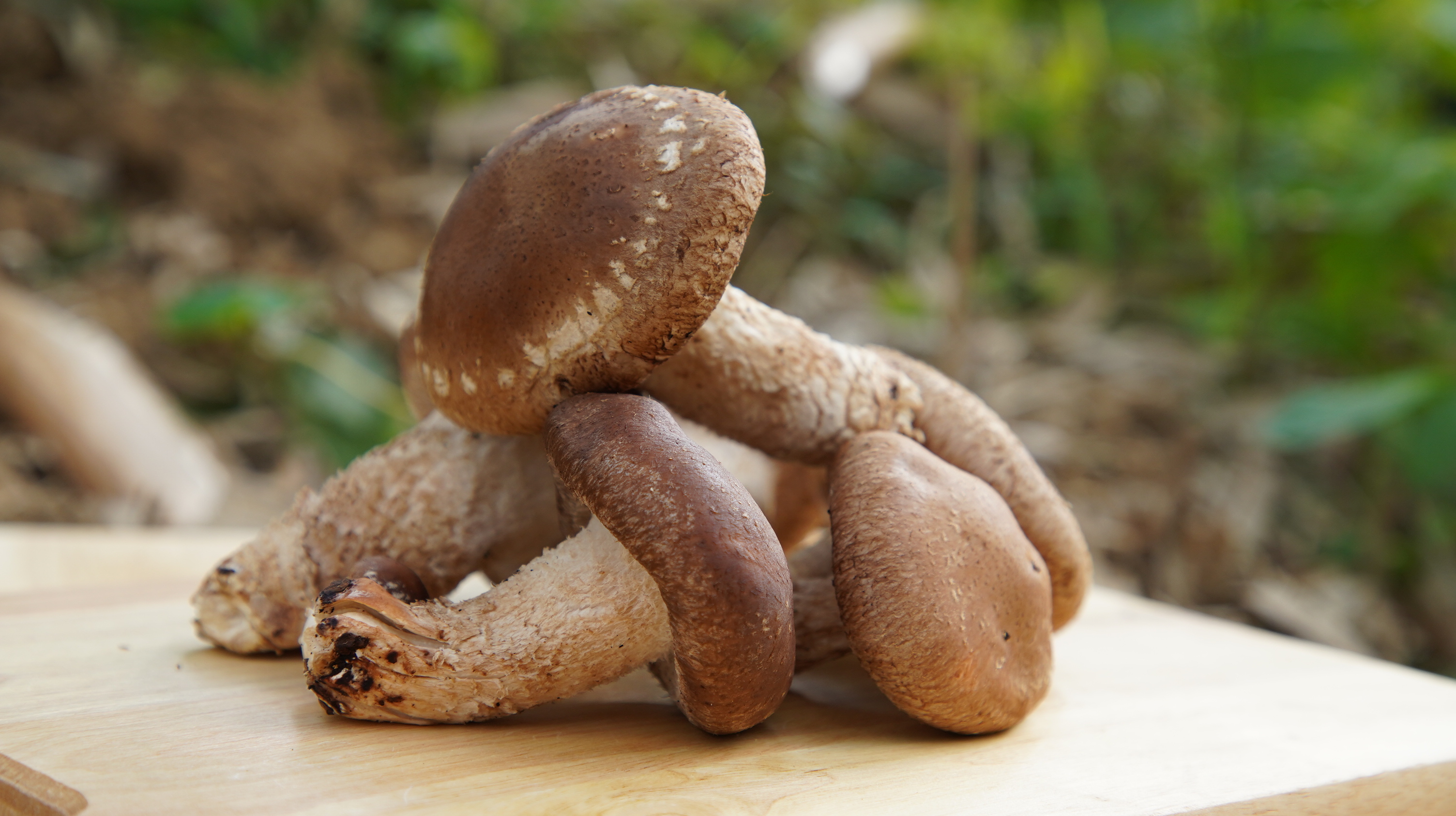 新社頂級生鮮菇 Fresh mushrooms/158g