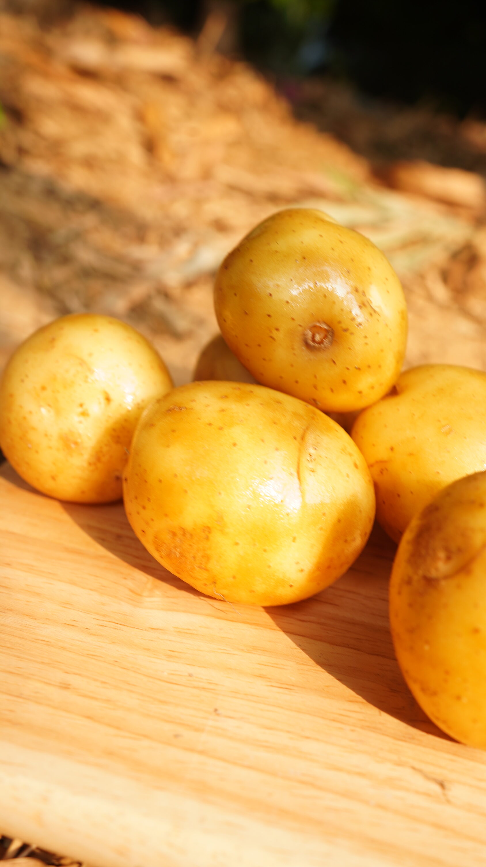 澳洲/ 白玉馬鈴薯/Australian White potato 300g