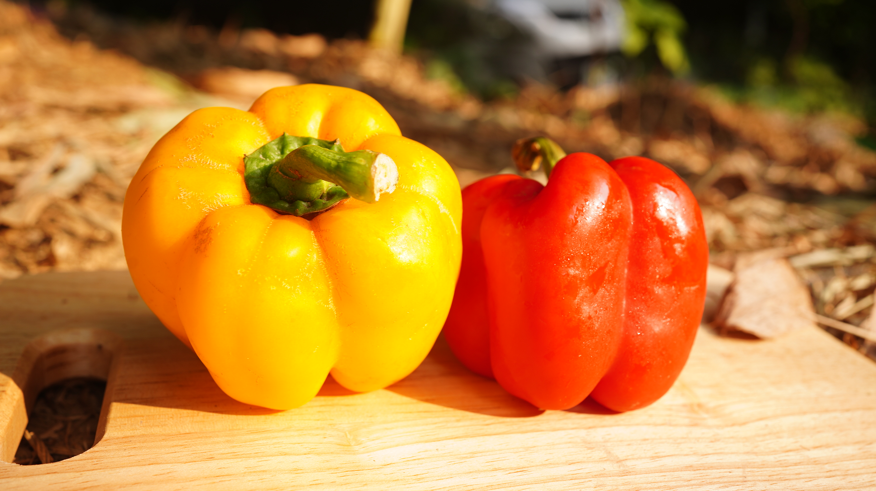甜椒Sweet pepper/350g