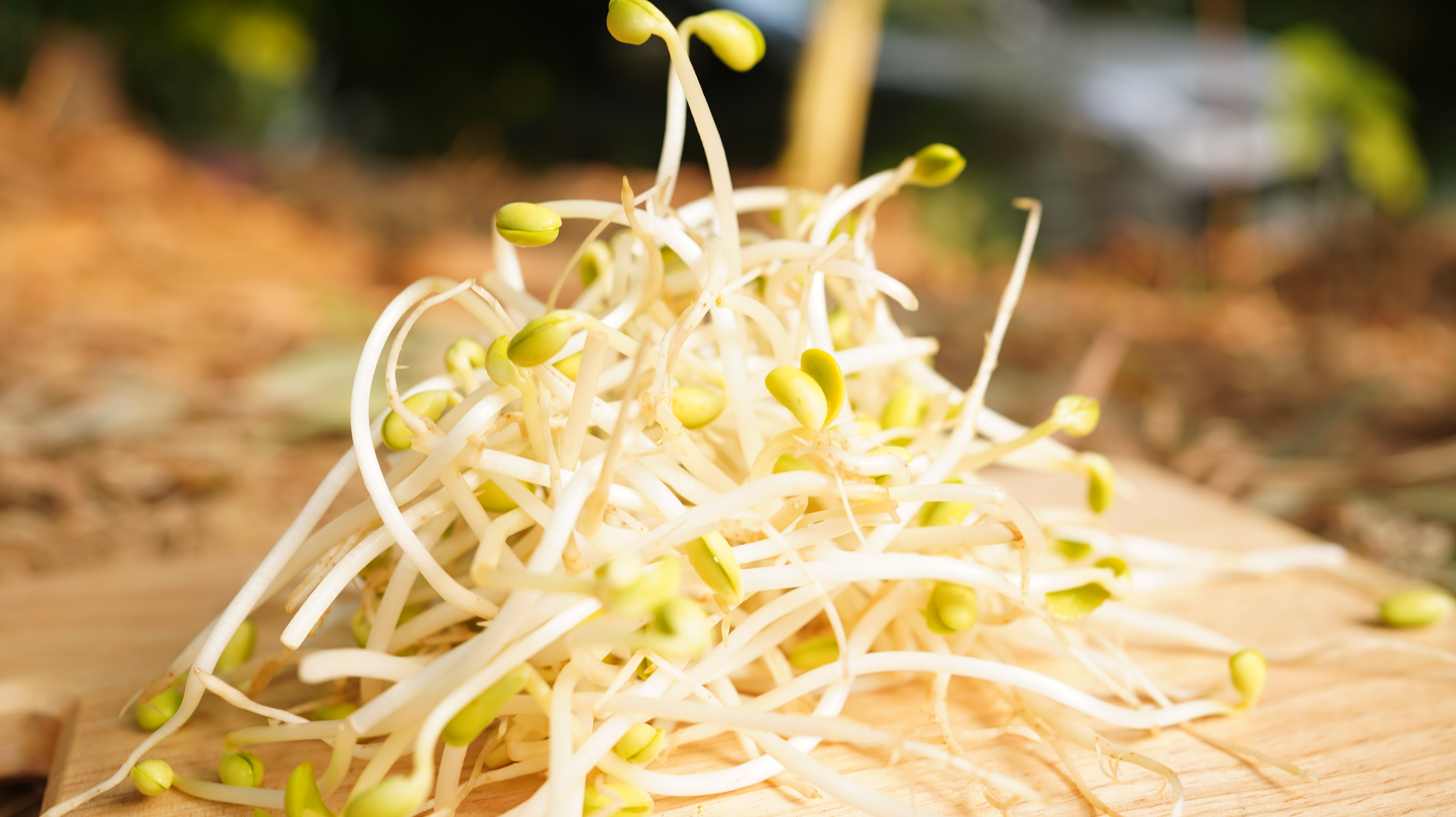 黃豆芽Soybean sprouts/230g