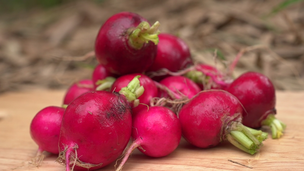 櫻桃蘿蔔生菜 Cherry radishLettuce／200g