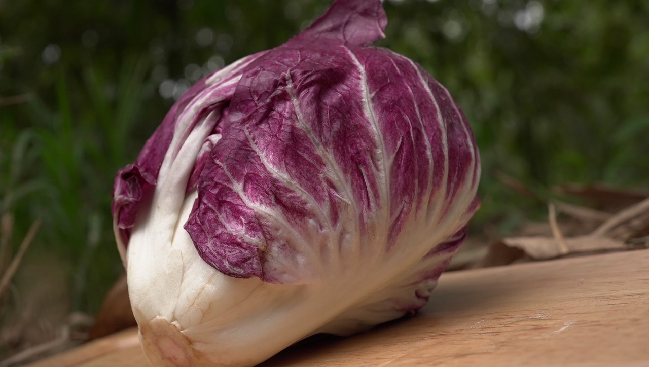 結球紅菊苣生菜  Red Italian Chicory Lettuce／約300g 一顆