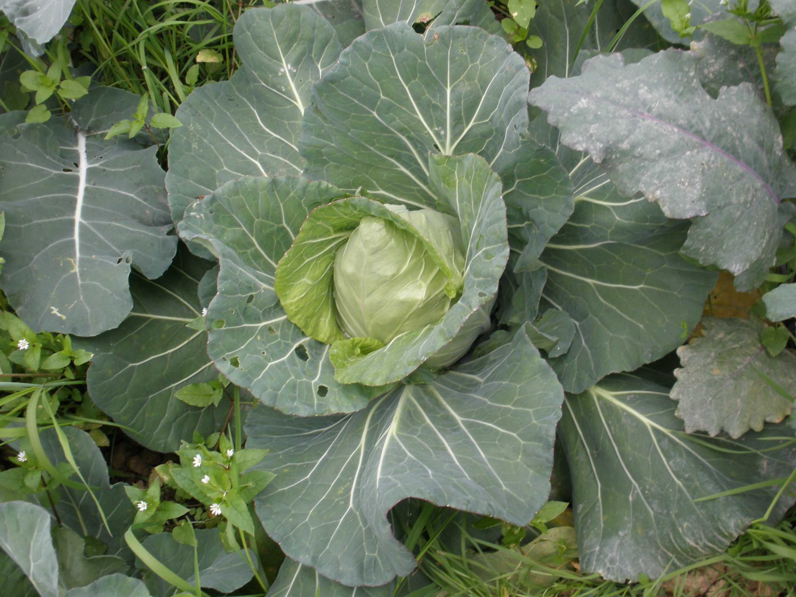 鎮西堡高麗菜Cabbage from Cinsbu／ 秤重／顆 多退少補