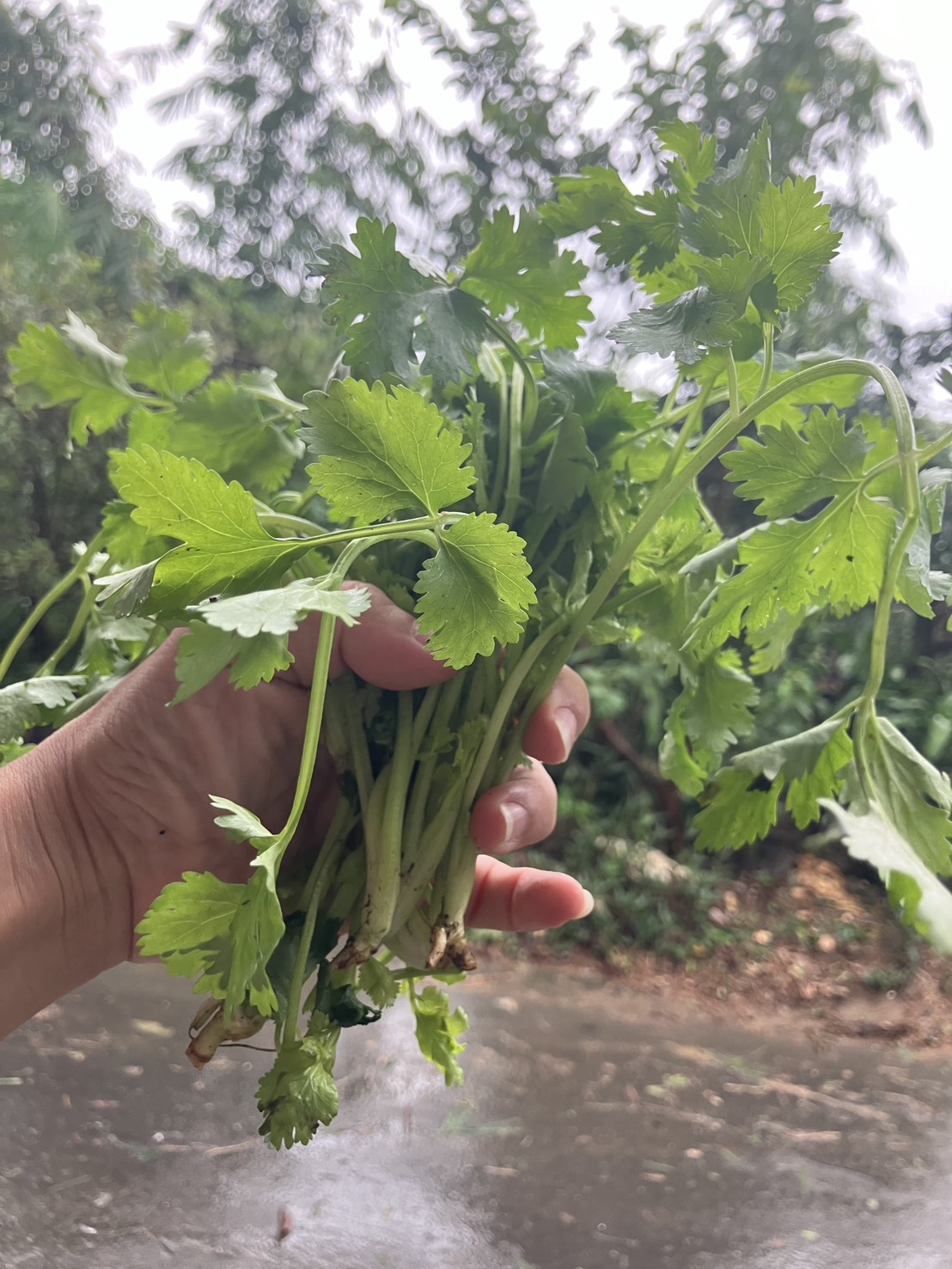 香菜Coriander/85g