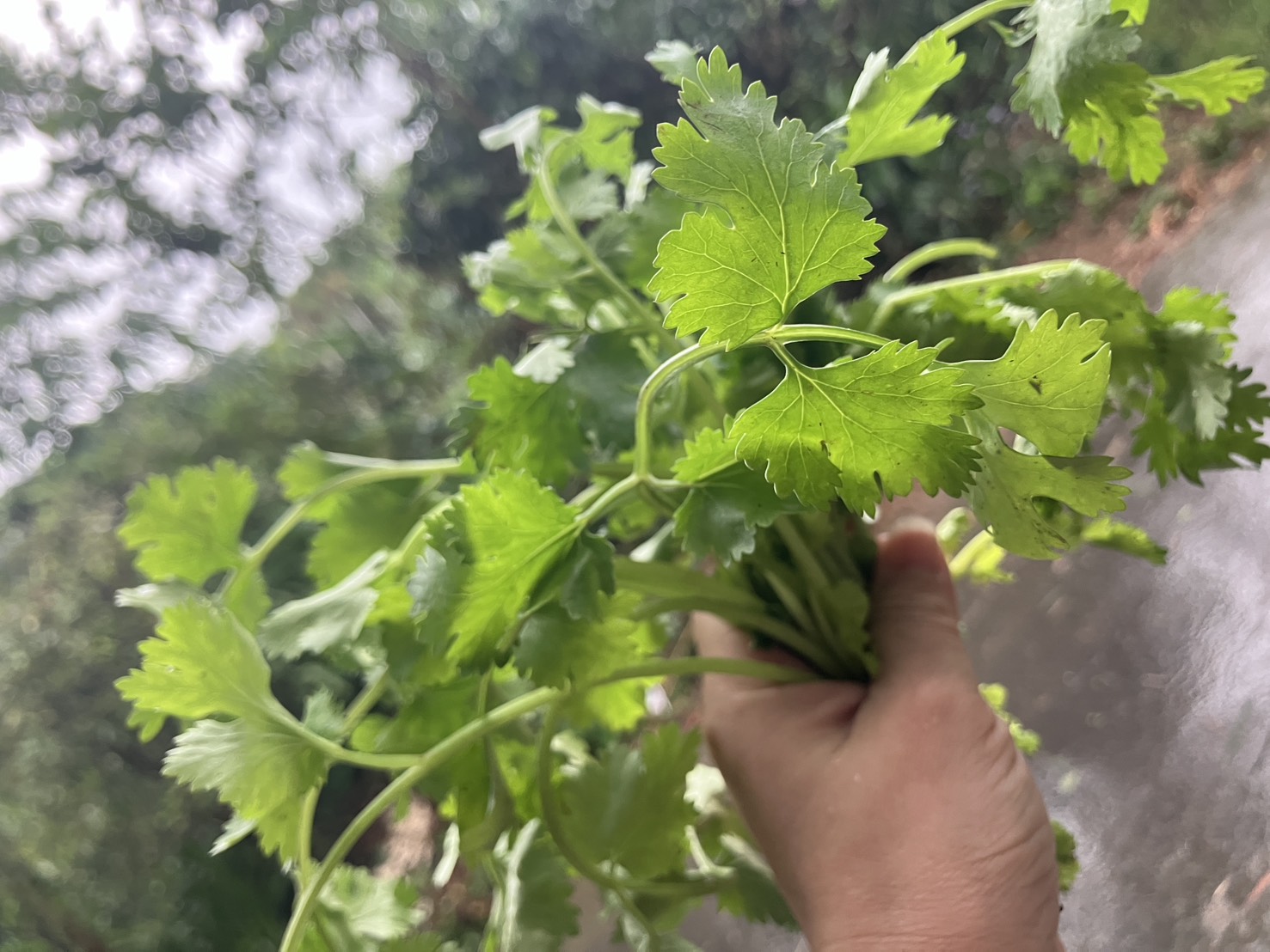 香菜Coriander/85g - 第1張圖
