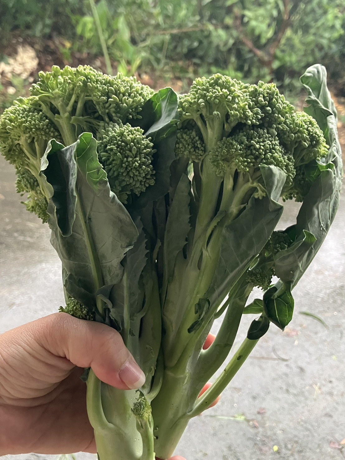 復興初摘青花筍 Broccolin/450g - 第1張圖