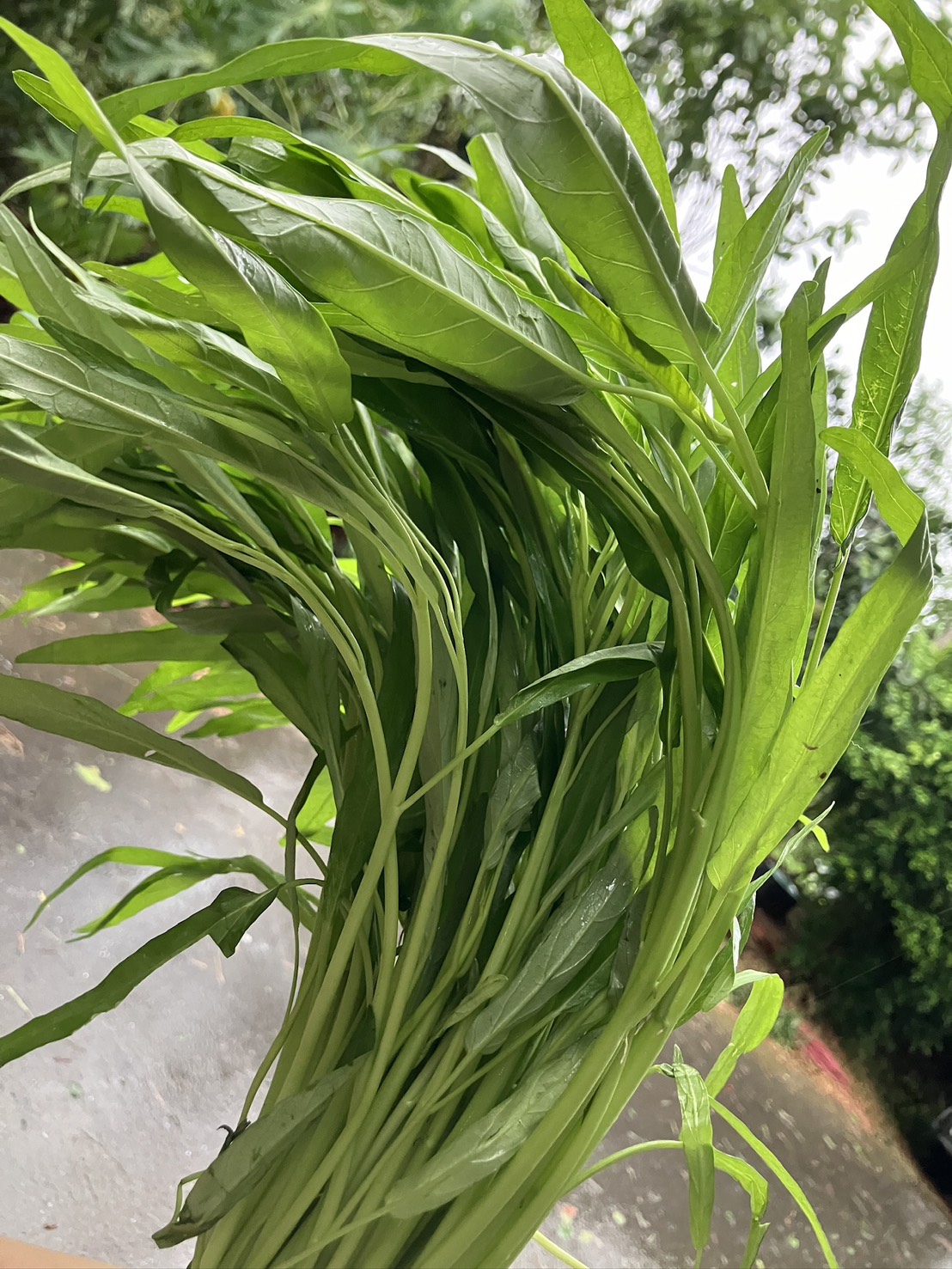 空心菜Water spinach/200g