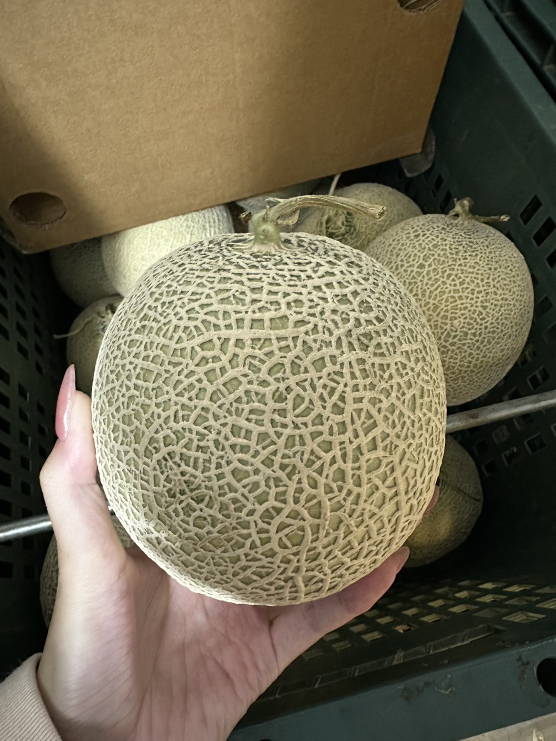 日系阿露斯哈蜜瓜  Japanese Earl’s Melon / 秤重/顆 多退少補 - 第2張圖