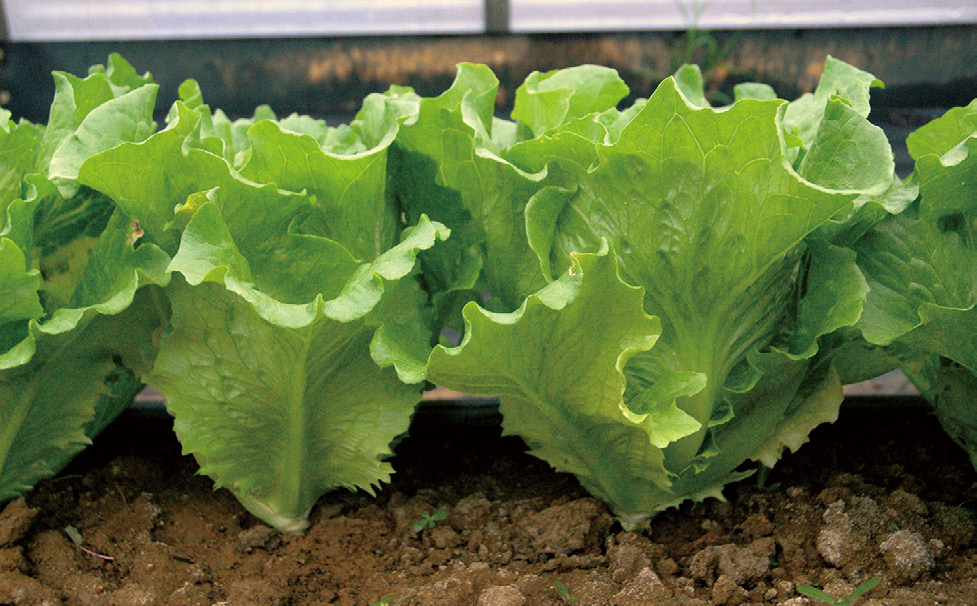 福山萵苣Fushan lettuce/300g