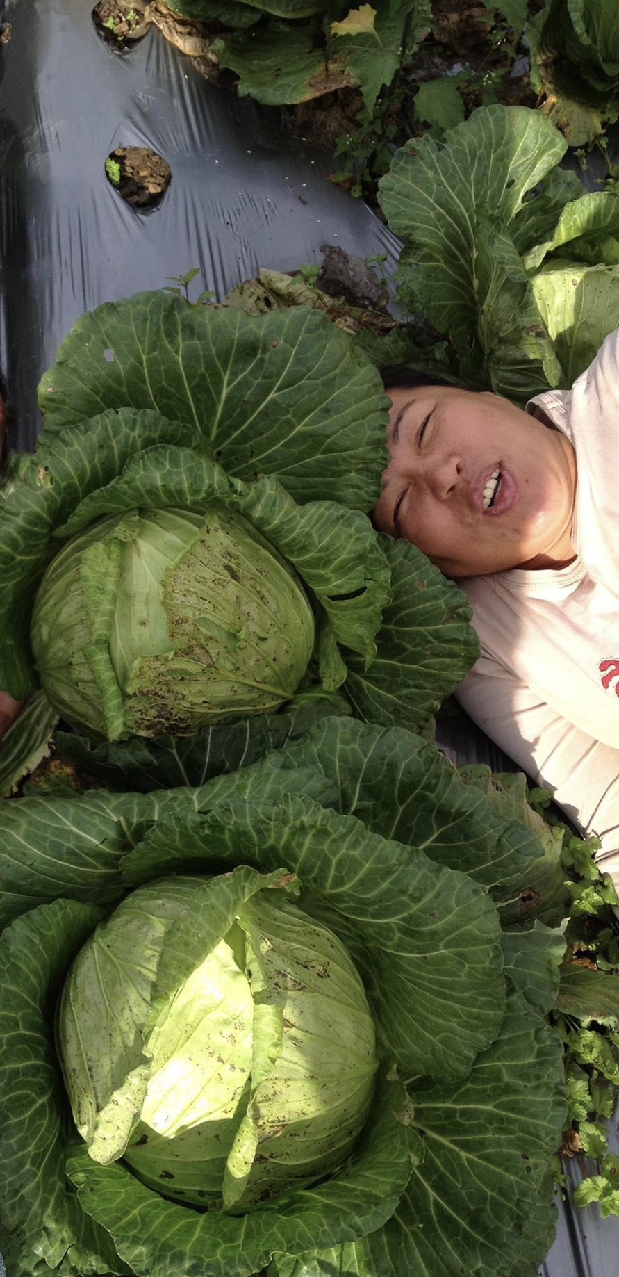 鎮西堡高麗菜Cabbage from Cinsbu/ 秤重/顆 多退少補 - 第1張圖