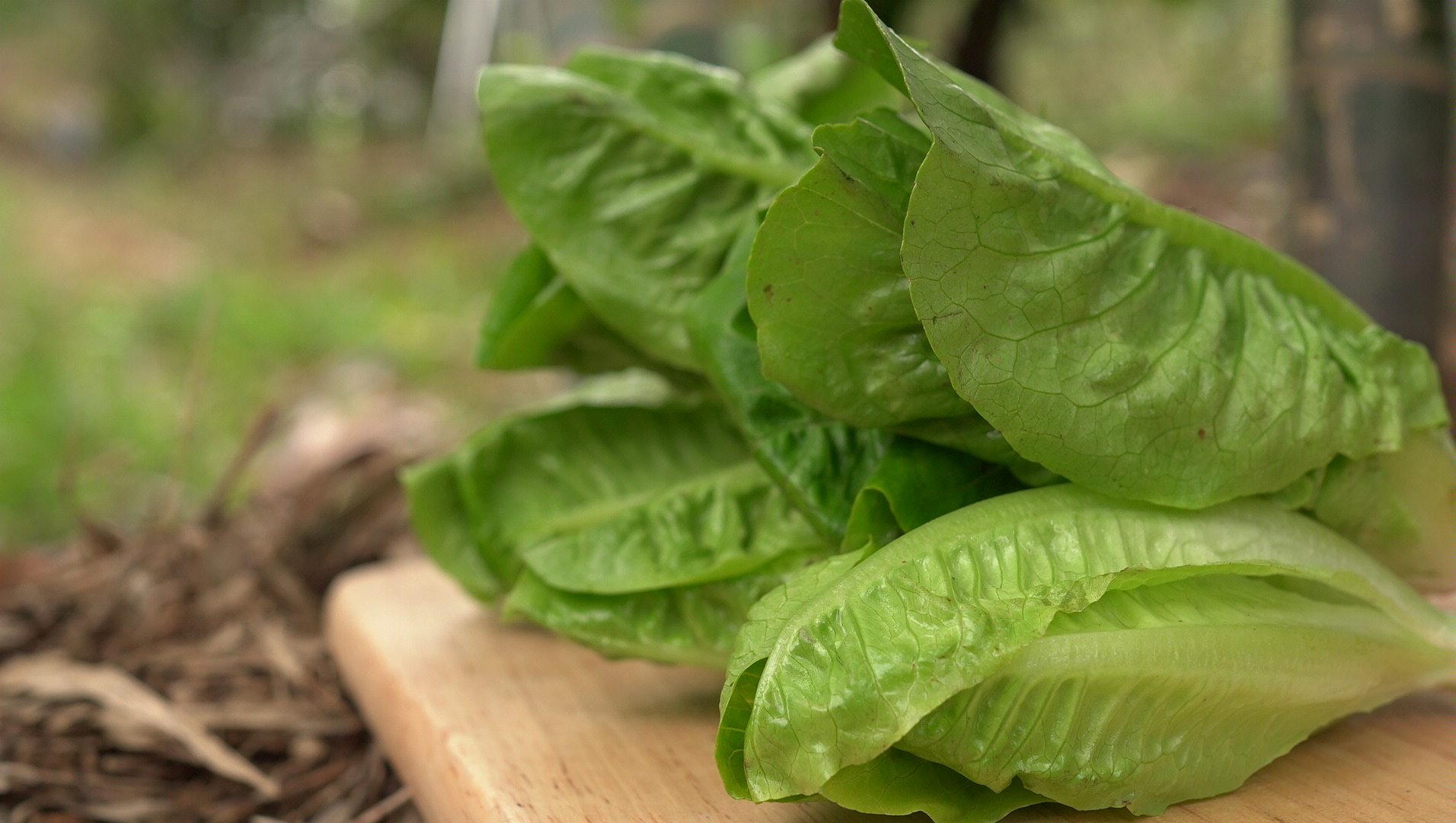 綠寶石萵苣 Emerald Lettuce／300g