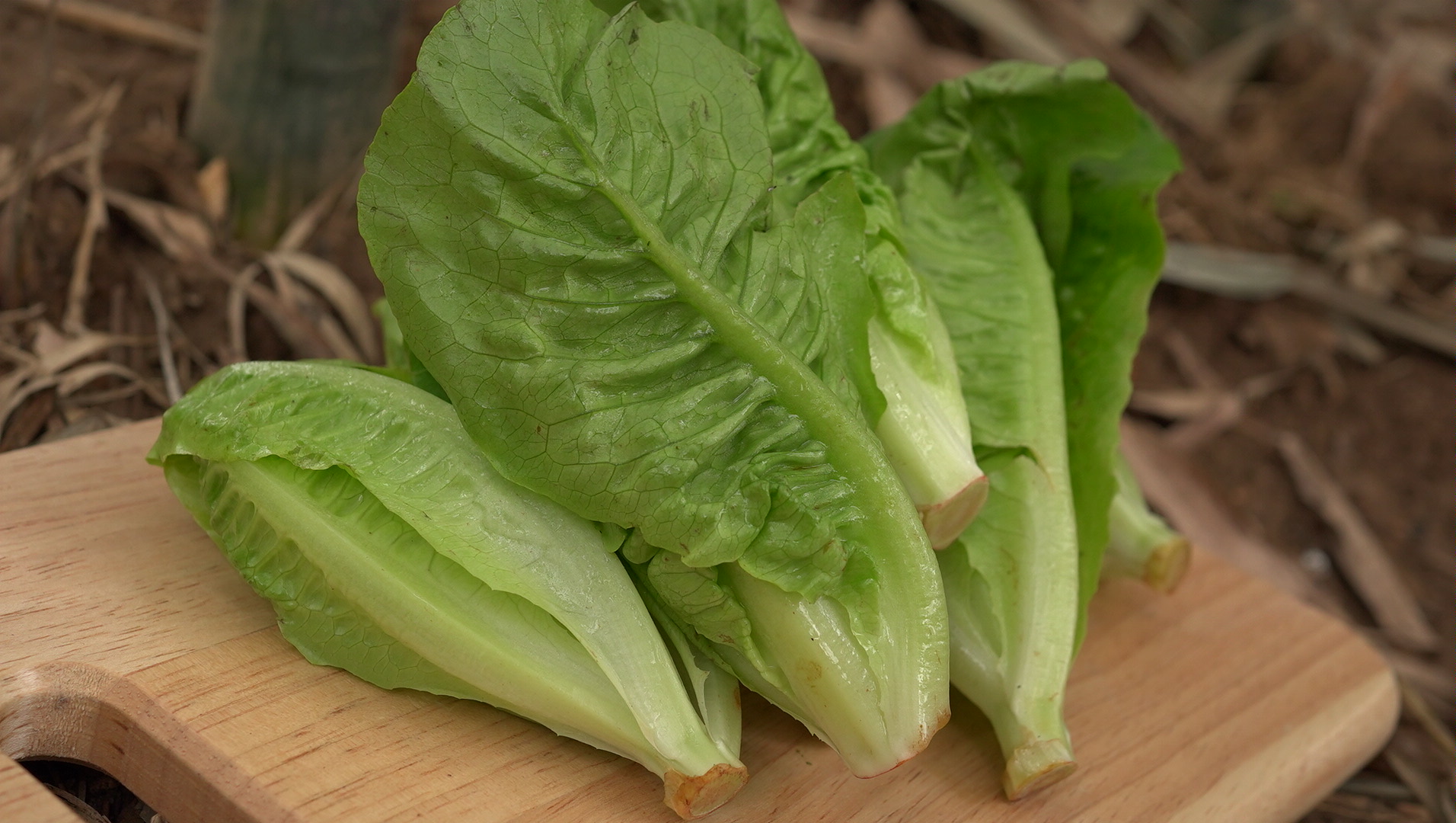 綠寶石萵苣 Emerald Lettuce／300g