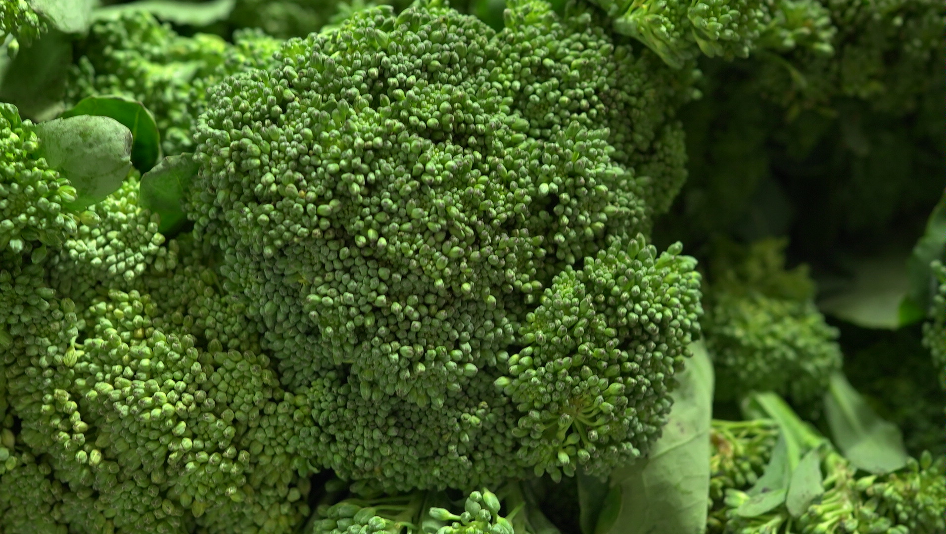 復興高山青花筍 Broccolin／400g