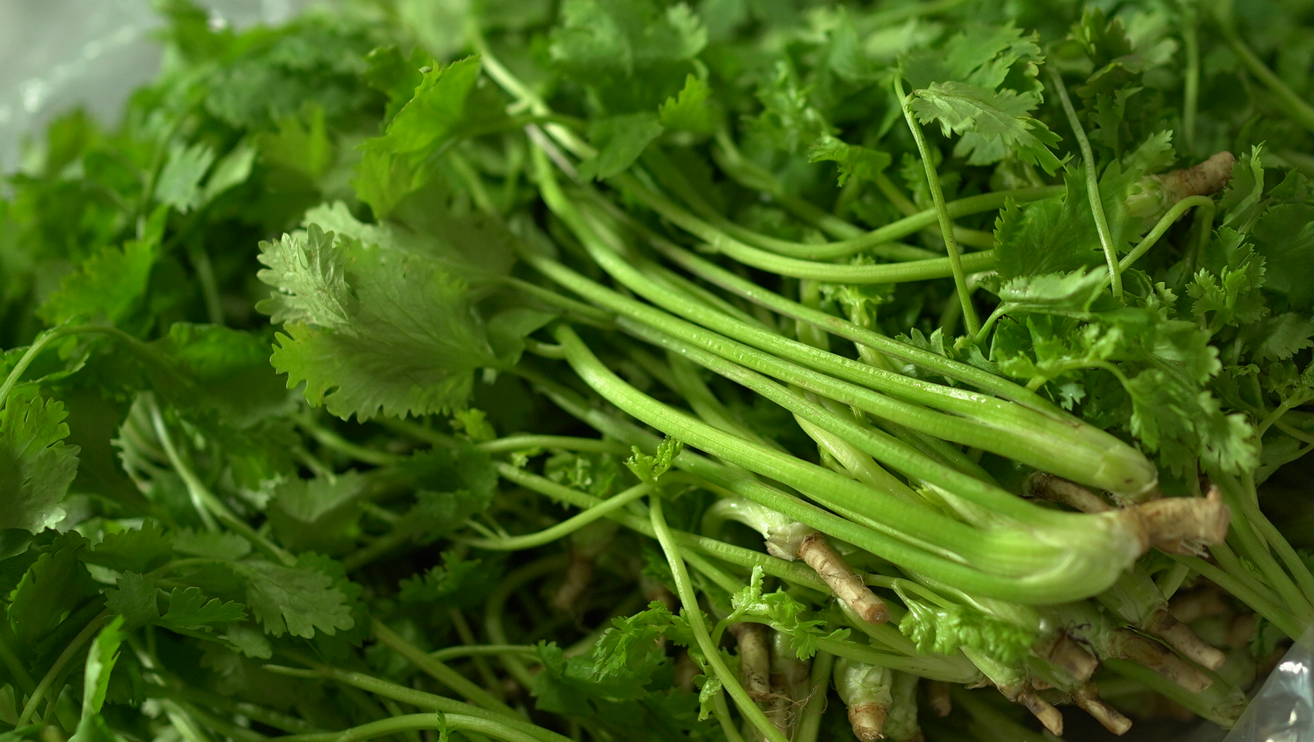 香菜Coriander／100g