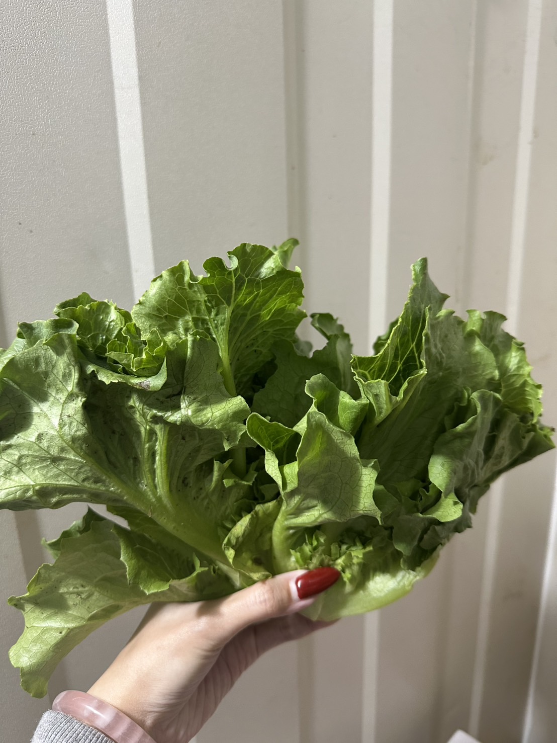 脆綠甜萵苣Romaine Lettuce ／300g
