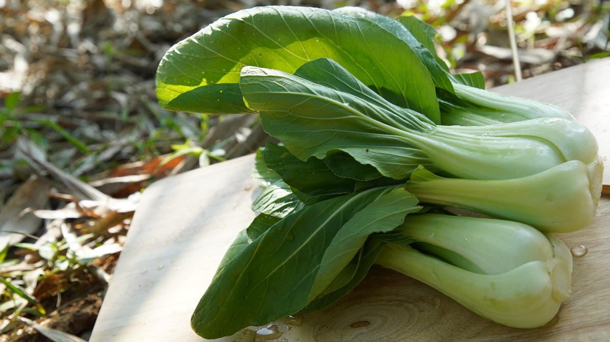 有機大青江菜Qingjiang cuisine／350g