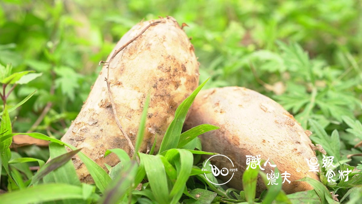 (雲林李木良)當週預購-無毒 台農57號黃地瓜／57 Golden Sweet Potato／約600g 