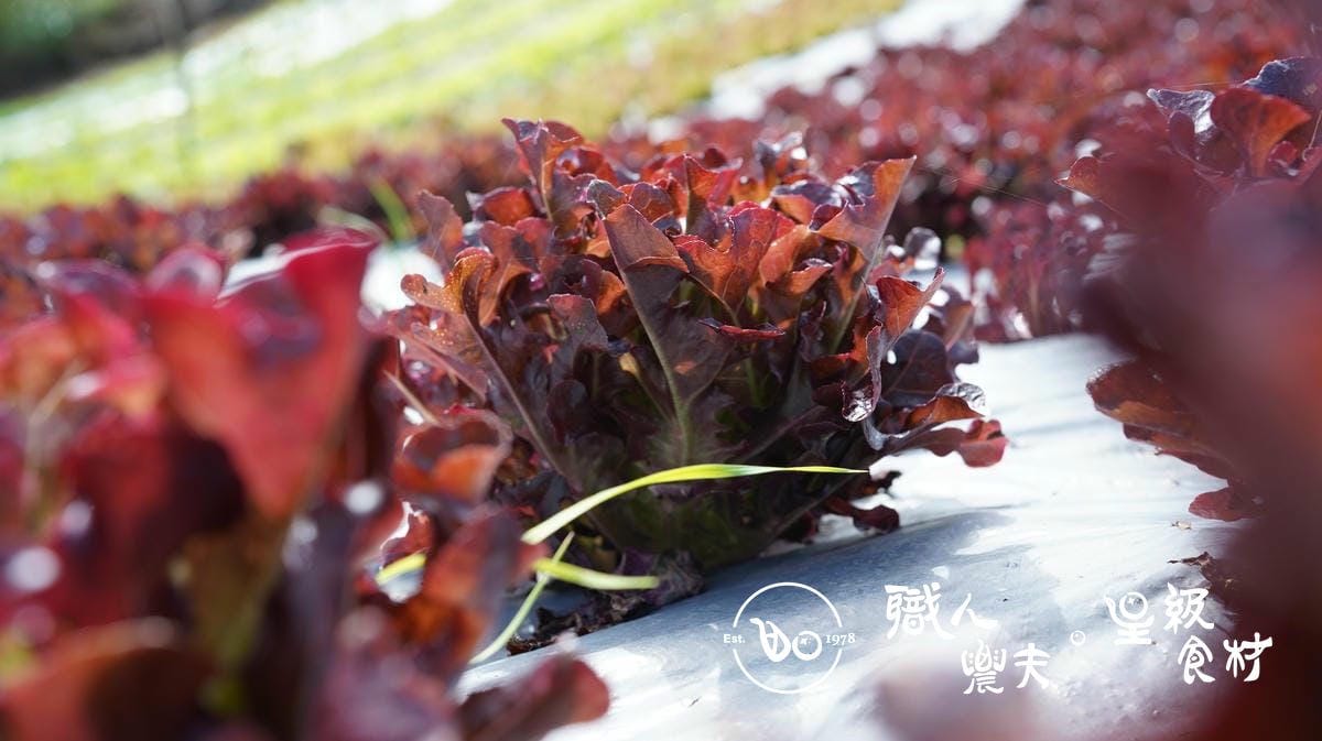 有機紅橡木生菜 Red Oak Leaf Lettuce/150g