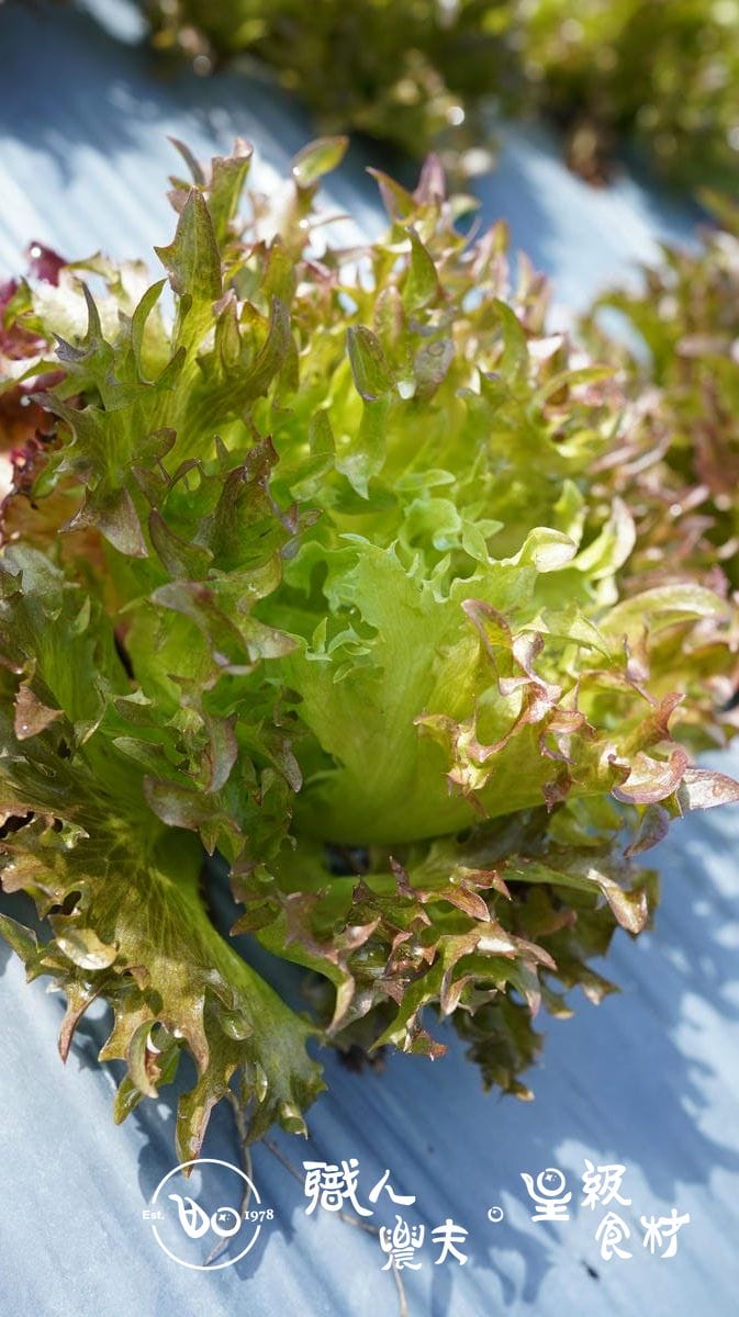 有機紅火焰生菜 Red Batavia lettuce／150g