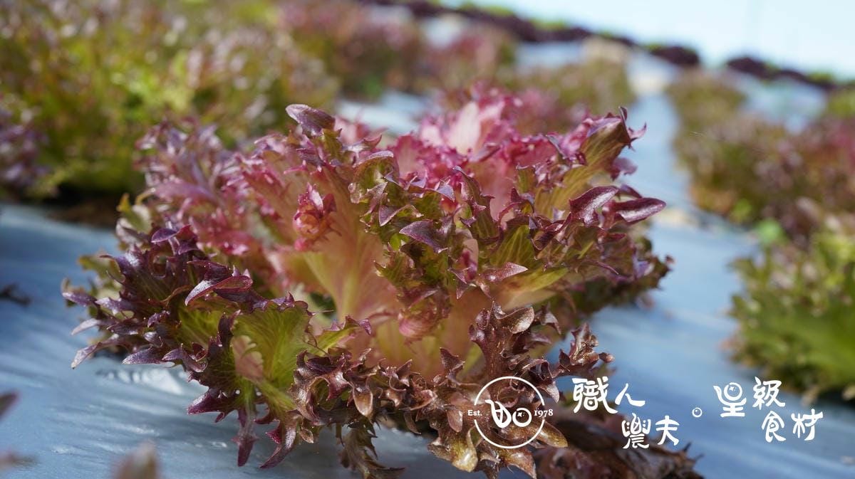 有機紅火焰生菜 Red Batavia lettuce/150g