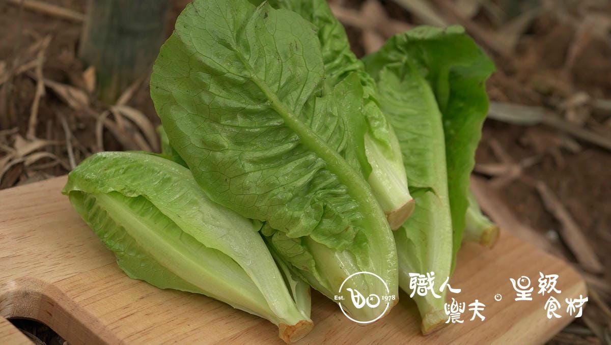 有機綠寶石萵苣 Emerald Lettuce/150g