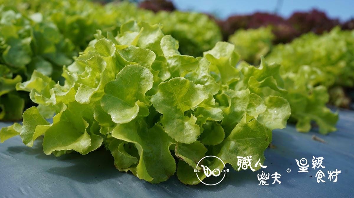 有機綠橡木生菜Romaine lettuce/150g