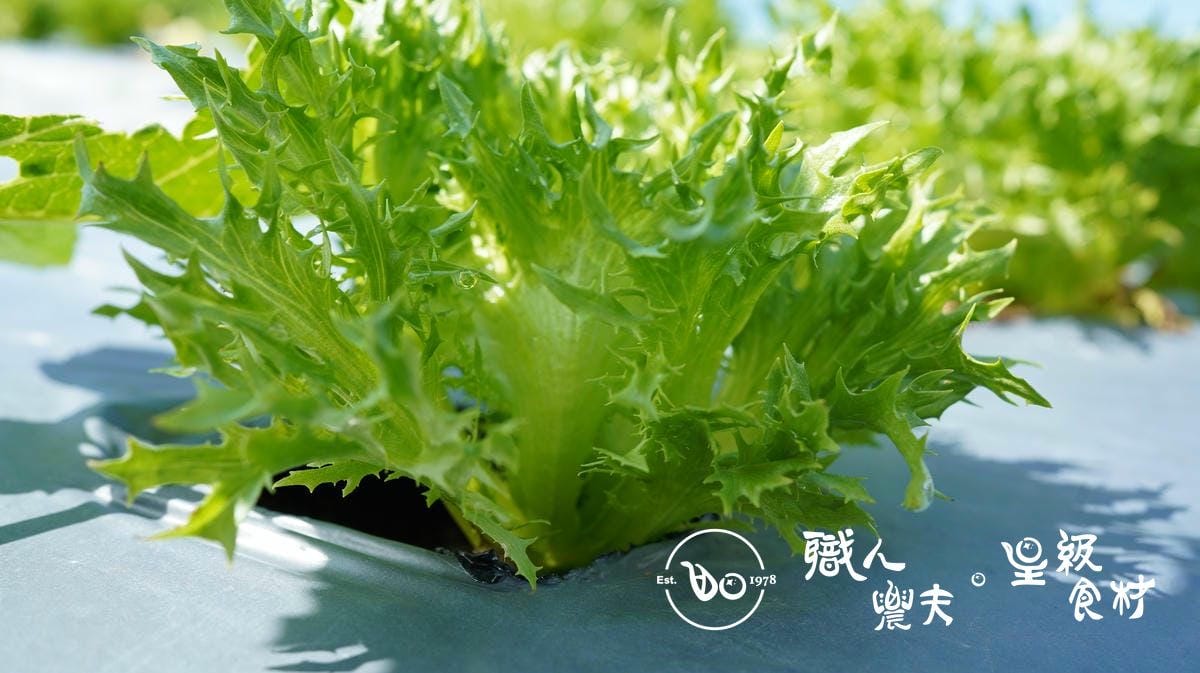 有機綠火焰生菜 Green Batavia lettuce/150g