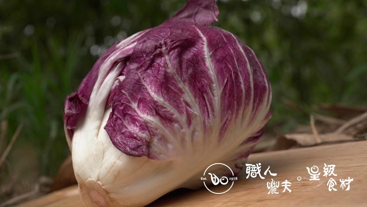 結球紅菊苣生菜 Red Italian Chicory Lettuce/約300g 一顆