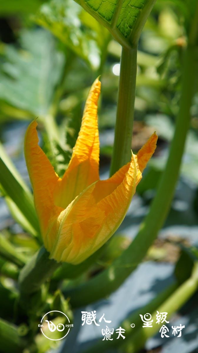 預購限定-有機櫛瓜公花/zucchini FLower*10朵*3份 (約兩到三週送)