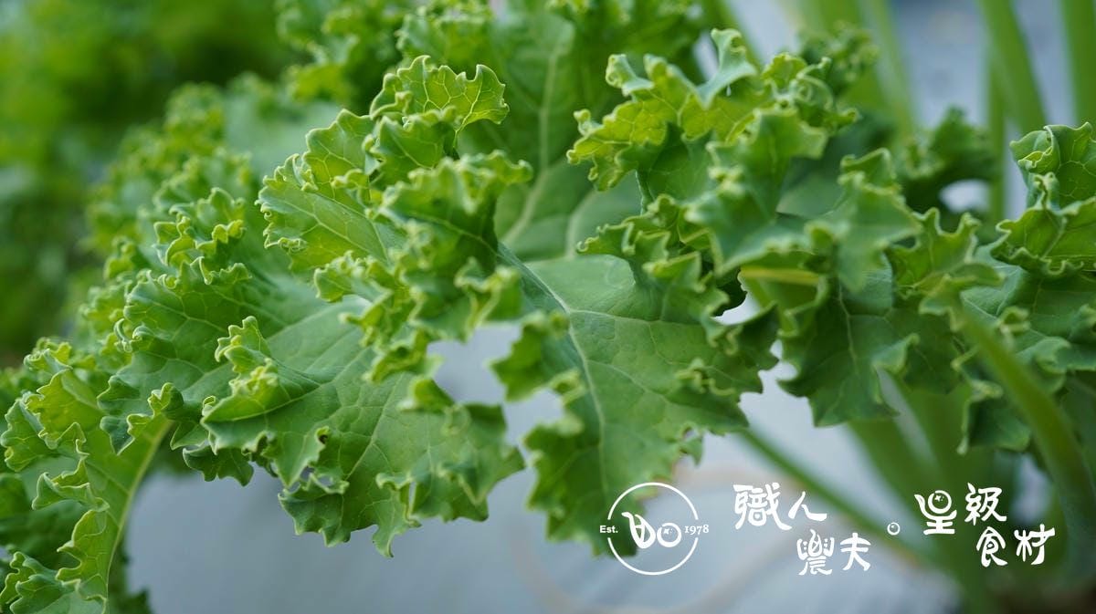 預購7折-高山有機羽衣甘藍/Kale 200g*五包