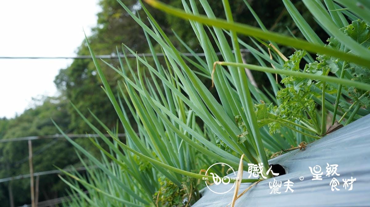 有機高山大蔥Green onion／300g