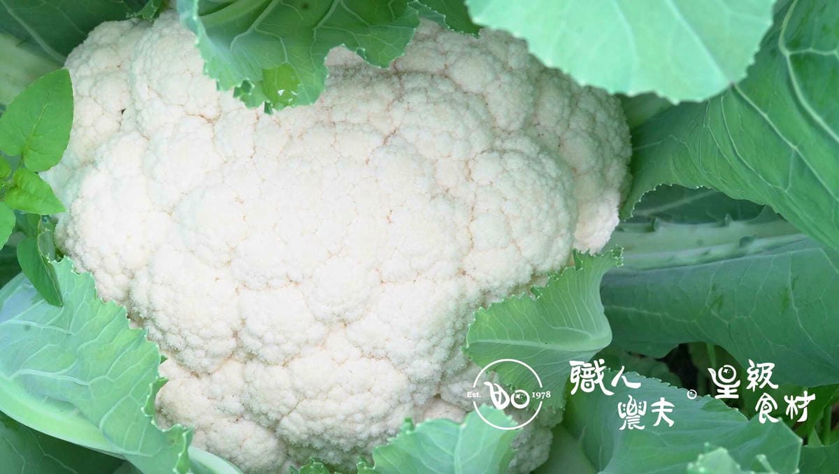(野農系列)當週預購-有機高山白花椰 Green cauliflower／約600g+-10%／朵 多退少補