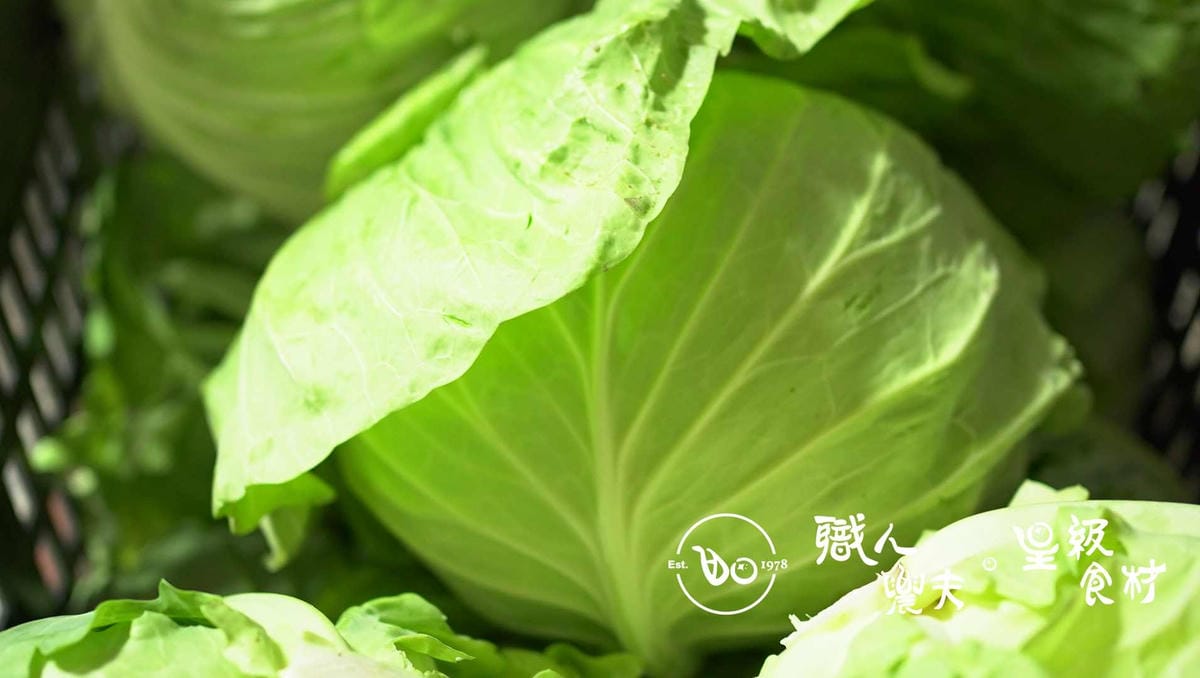 (吳國池-紫雲農場)當週預購-有機細脆高麗菜(初秋)Cabbage from Cinsbu／ 約2斤／顆 多退少補