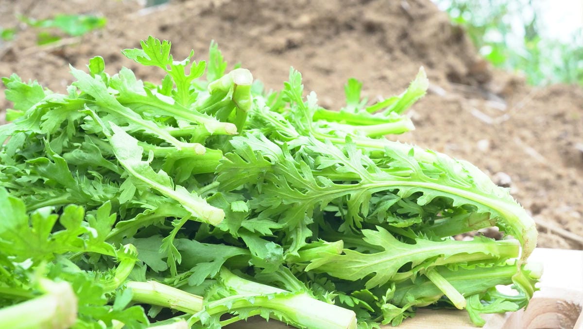 (吳國池-紫雲農場)當週預購-有機山茼蒿Garland Chrysanthemum／300g