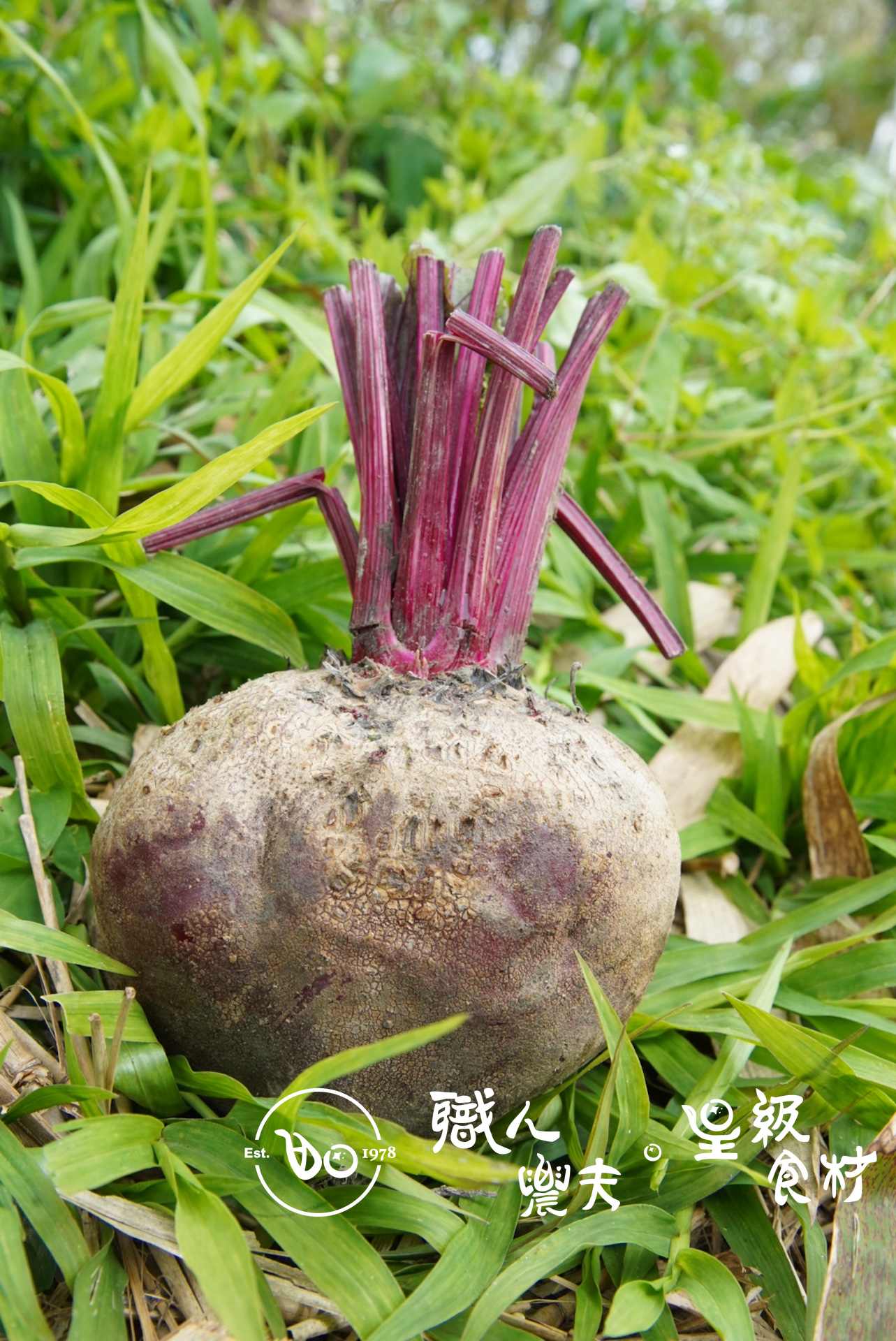 (野農系列)無毒甜菜根 Beetroot／約600g 顆