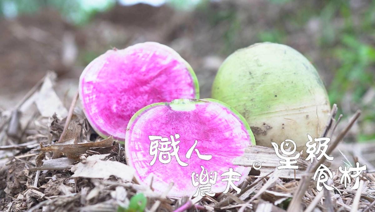 (野農系列)當週預購-有機西瓜蘿蔔生菜Watermelon Radish／300g秤重多退少補